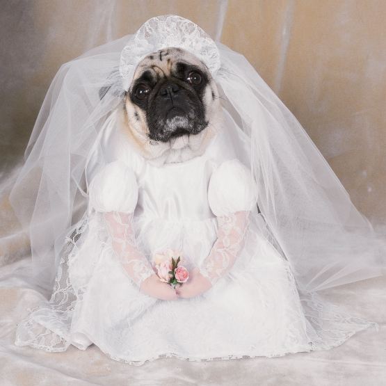 Bride Dog Costume